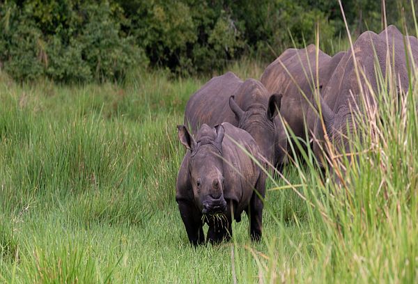 Two rhinos grazing peacefully in the lush grasslands of Ziwa Rhino Sanctuary.