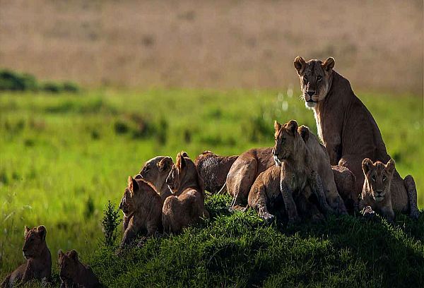 Pride of lions resting on a mound in the African savanna sunlight