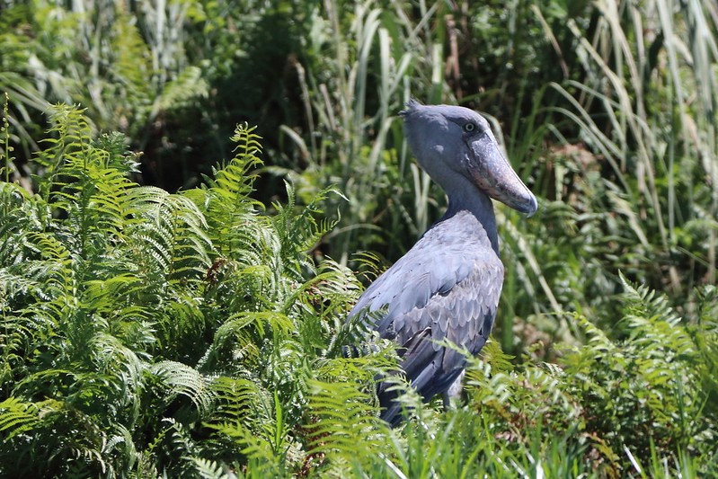 Shoebill Stork in Uganda. Gorilla Trips Rwanda