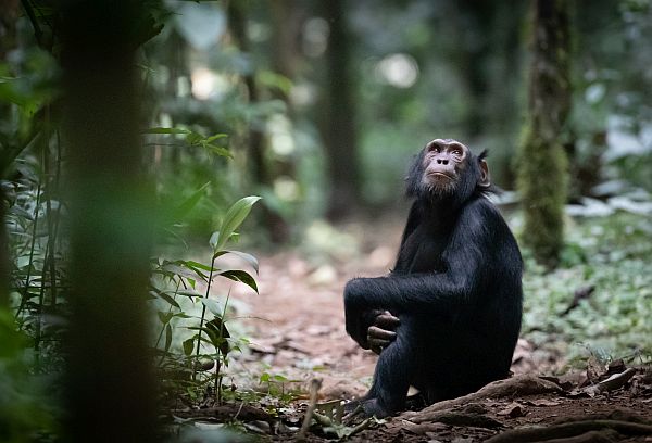 Chimpanzee Contemplation in Kibale National Park