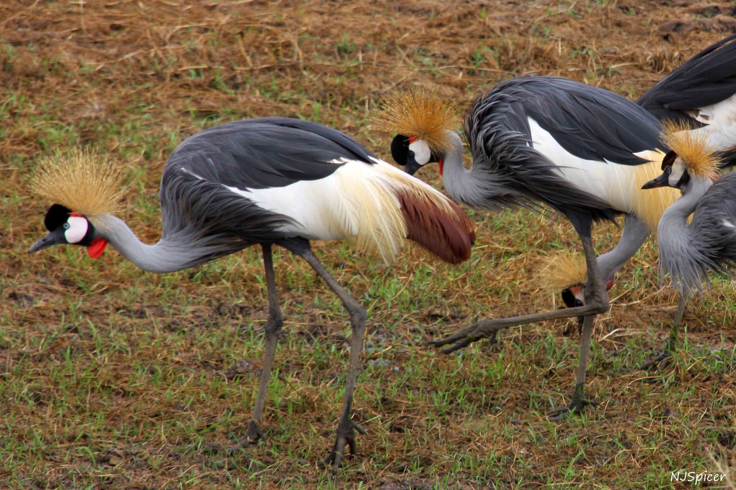 2 Days Uganda Birding Safaris