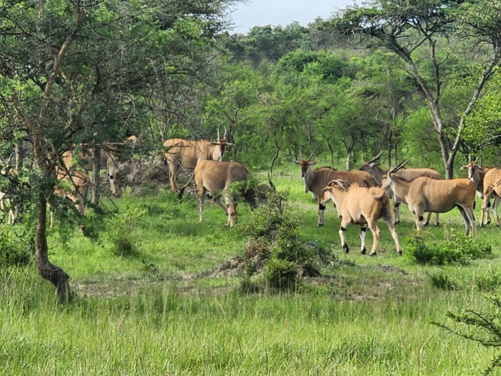 Elands roaming freely in Lake Mburo National Park, Uganda.