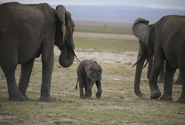 A baby elephant follows its herd across the plains of Amboseli.