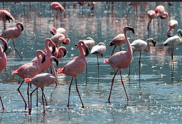 Flamingos wading through the waters of Lake Nakuru, Kenya, in a delicate dance of pink hues.