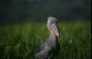 Shoebill stork standing in the lush green vegetation of Mabamba Swamp, known for its unique and prehistoric appearance. This rare bird species is a prime attraction for birdwatchers visiting the swamp, offering a unique opportunity to observe one of Africa's most iconic and endangered birds in its natural habitat.