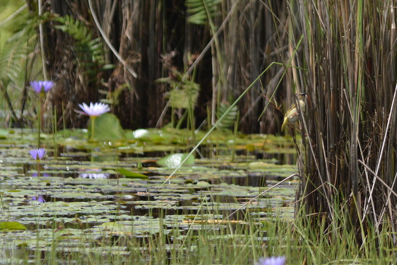 "Bird perched on tall reeds in the lush Mamba Swamp, surrounded by water lilies and dense vegetation. shoebill stock