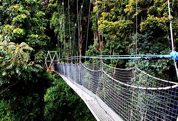 Canopy walkway suspended amidst the lush treetops of Nyungwe Forest, Rwanda.