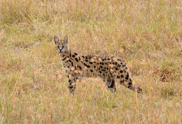 A serval cat stealthily navigating the tall grasses of the African savanna.