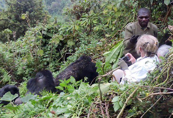 Tourists observing mountain gorillas with guide in Rwanda's lush Volcanoes National Park.