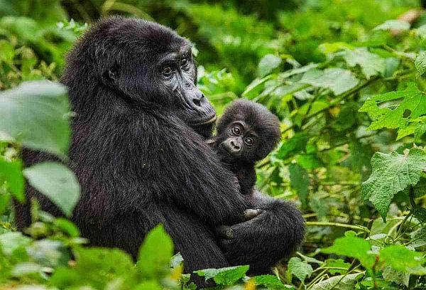 Gorilla mother cradling her baby in the lush Bwindi Impenetrable Forest, a prime Uganda trekking destination.