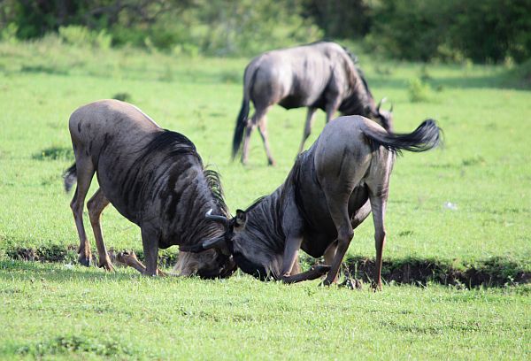 Two wildebeests lock horns in a display of dominance on the savannah.