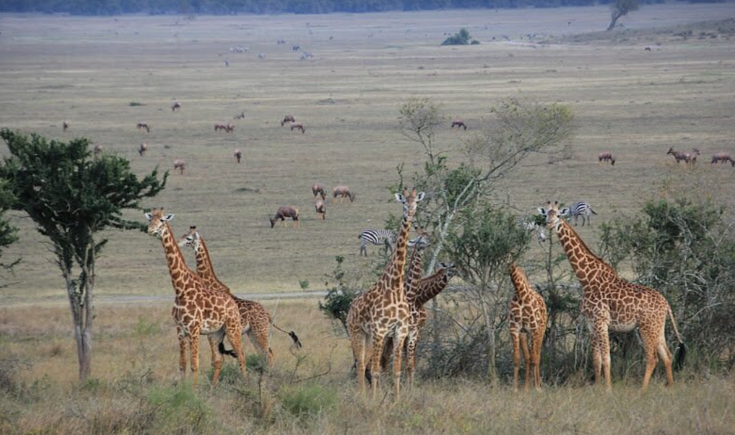 Akagera National Park Rwanda