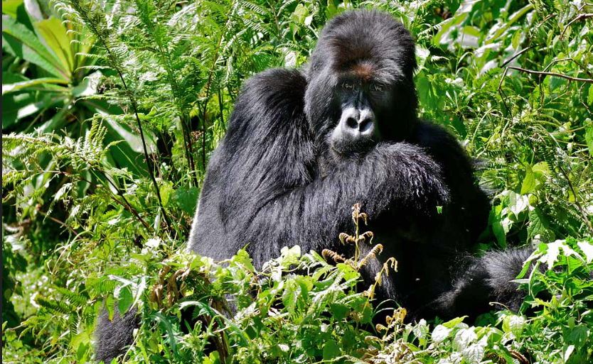 on a 3days rwanda gorilla tour, a female mountain gorilla is seated, observing calmly 