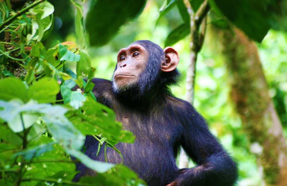 gorilla trek and chimps tour-7-days