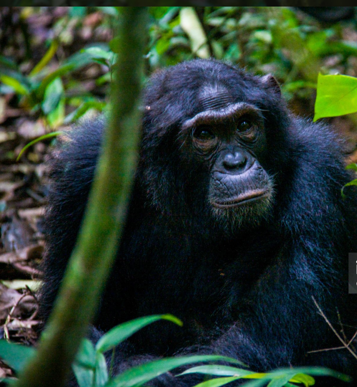 chimp in Kibaale on the ground