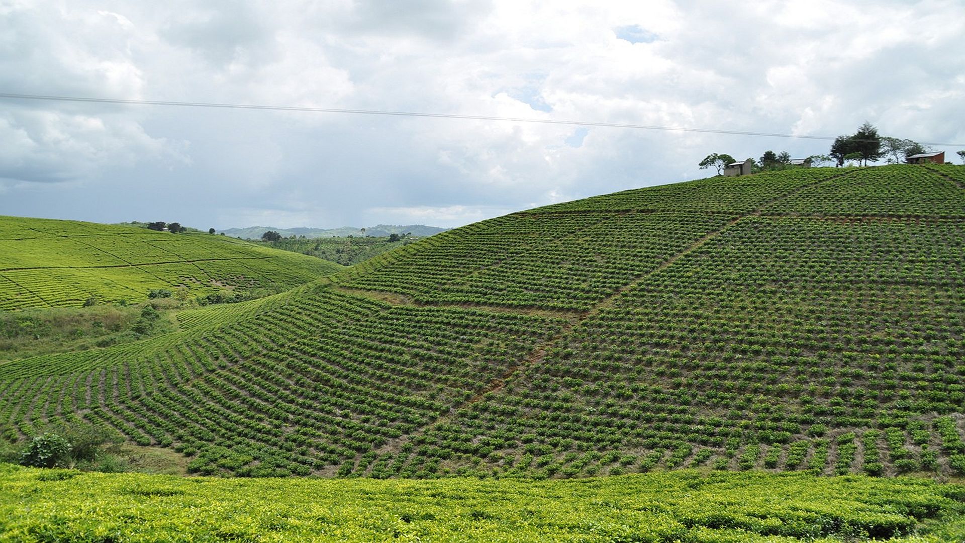 Tea in western part of uganda