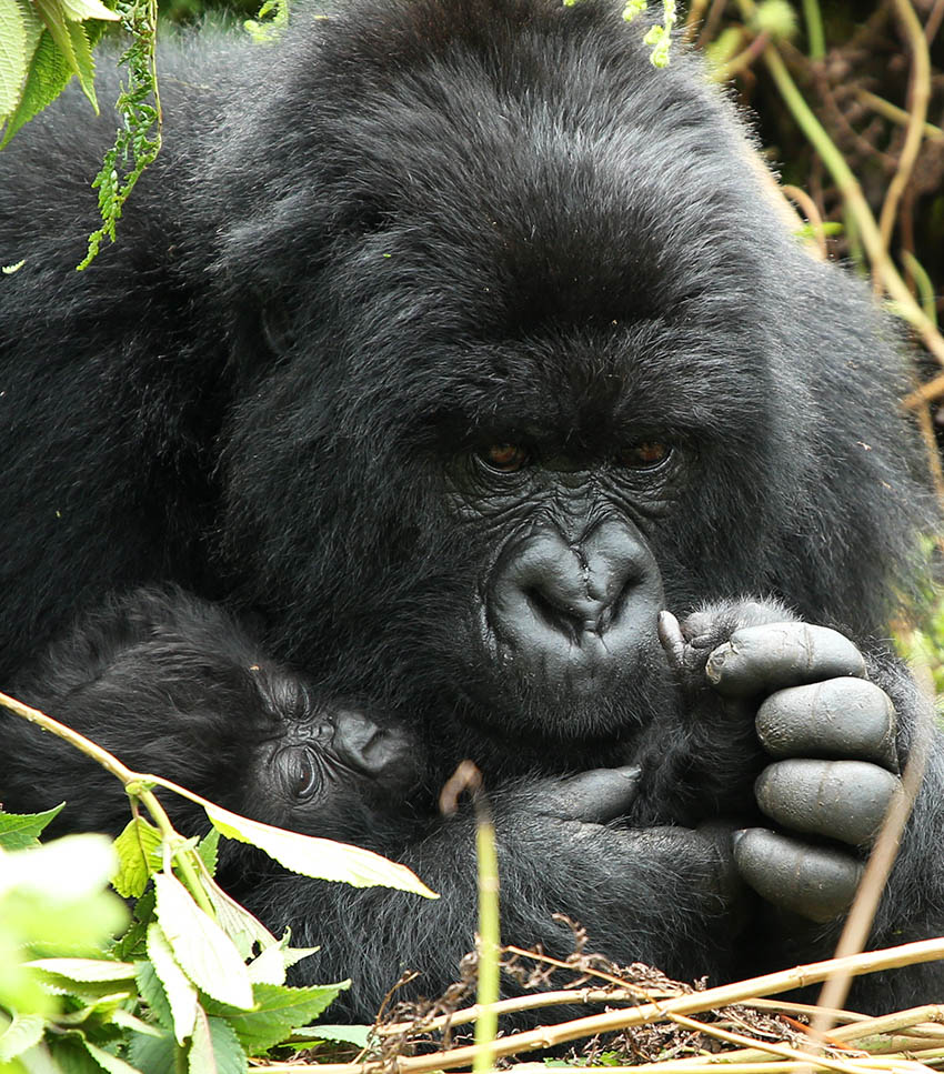 Rwanda gorilla trekking mother gorilla with baby