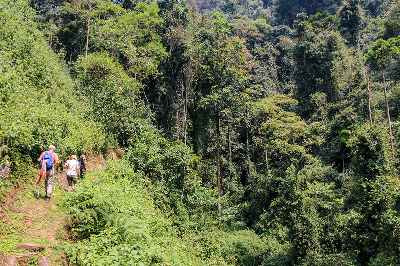 Nyungwe National Park Rwanda