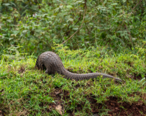 Buhoma Pangolin Rescue Centre Bwindi, Uganda