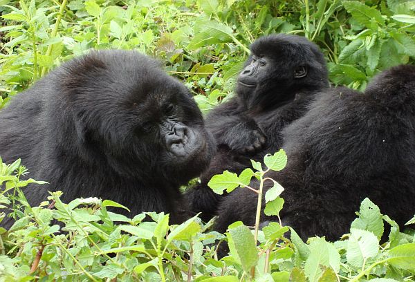 1 Day Rwanda Gorilla Tour Experience