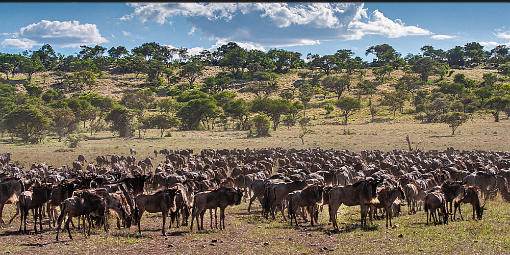 8 Days Tanzania Big 5 Safari Adventure. Gorilla Trips Rwanda