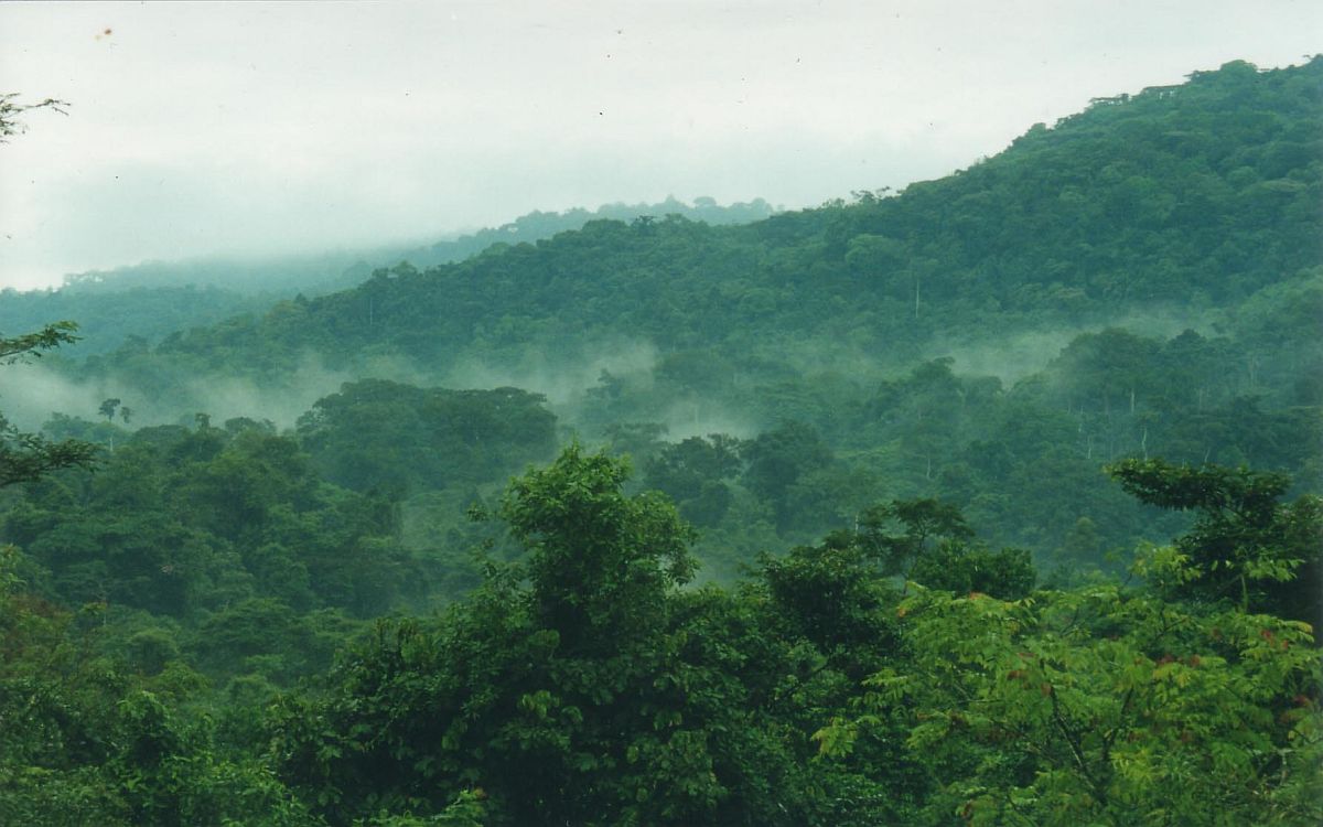 Bwindi Impenetrable Forest National Park