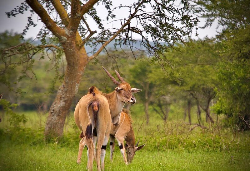 Two elands standing under a tree in Lake Mburo National Park, Uganda, surrounded by lush green vegetation and a serene landscape. Lake Mburo National Park Uganda