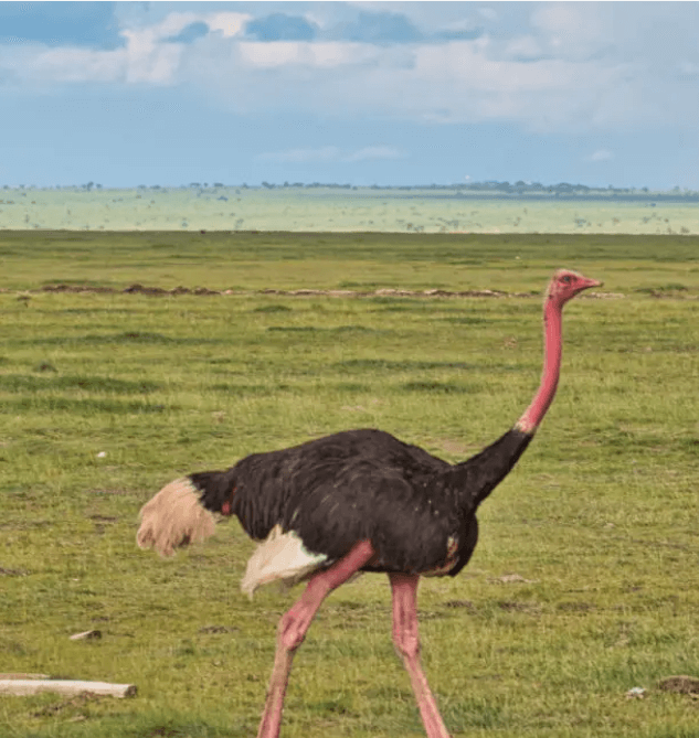 Kidepo Valley National Park