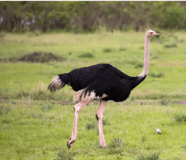 A stunning landscape of Kidepo National Park with wildlife and scenic views of ostriches