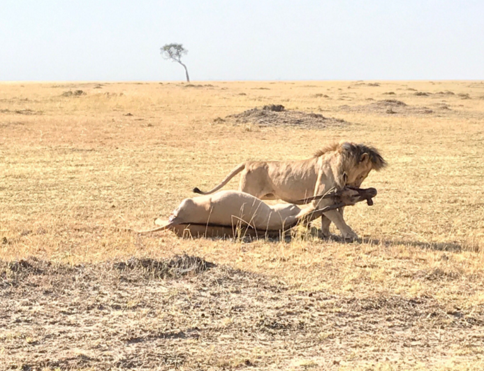 Masai Mara National Park