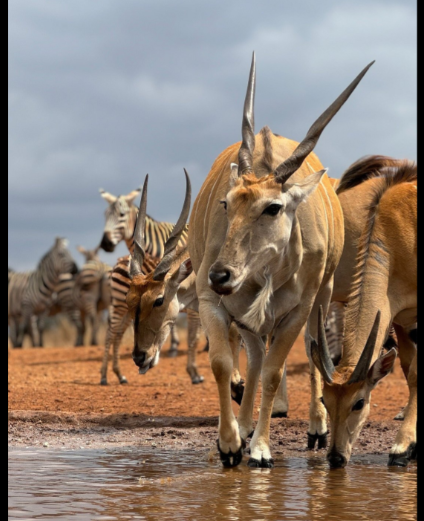 Tsavo West National Park