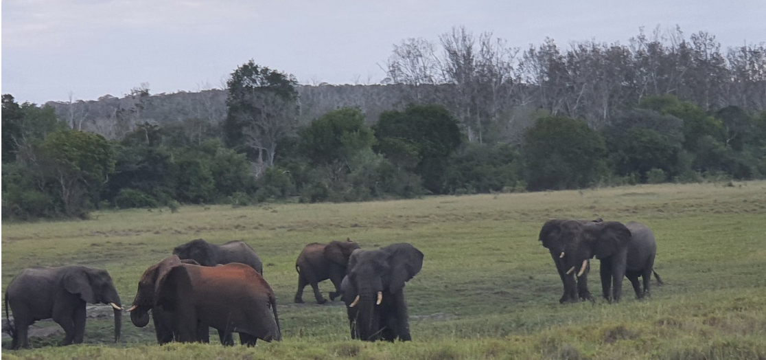 Arabuko Sokoke National Park. Gorilla Trips Rwanda