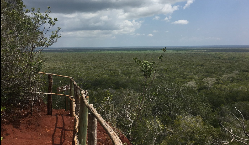 Scenic viewpoint overlooking the vast expanse of Arabuko Sokoke Forest in Kenya, with lush green treetops stretching to the horizon. This coastal forest reserve is known for its biodiversity, hosting rare wildlife species and offering nature trails for eco-tourists and birdwatchers.