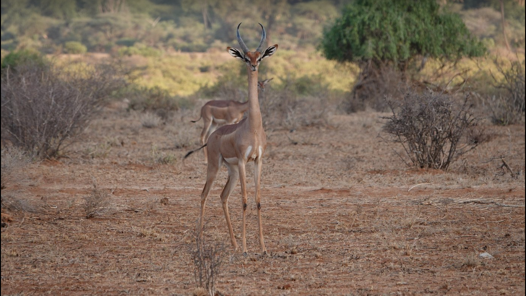 Samburu National Reserve. Gorilla Trips Rwanda