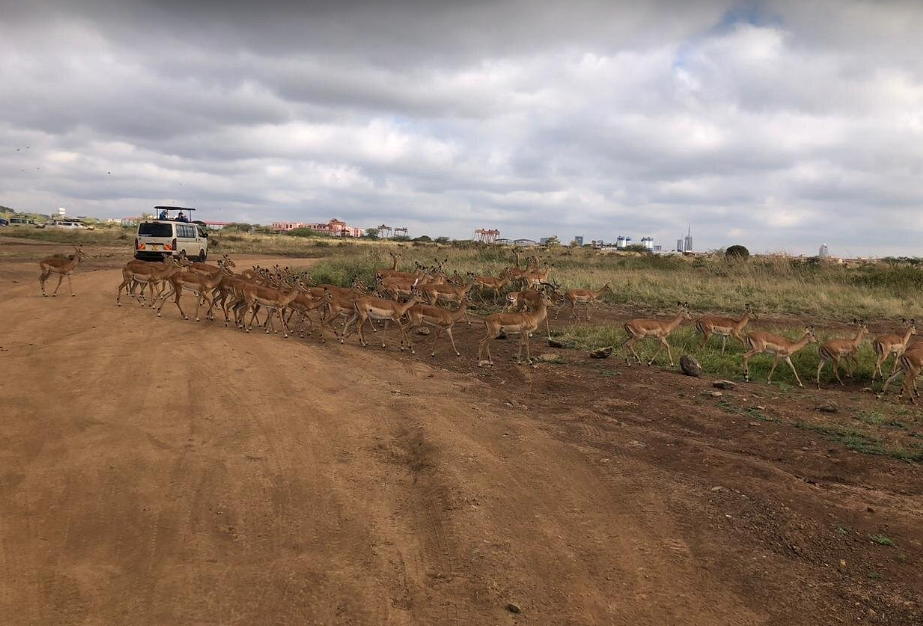 Nairobi National Park