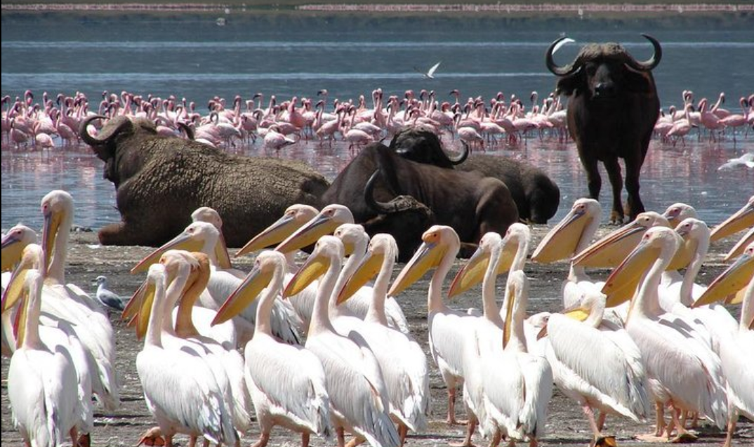 Lake Nakuru National Park