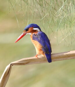 The 8 Top Bird Watching Destination in Uganda