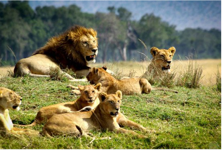 Chyulu Hills National Park. Gorilla Trips Rwanda