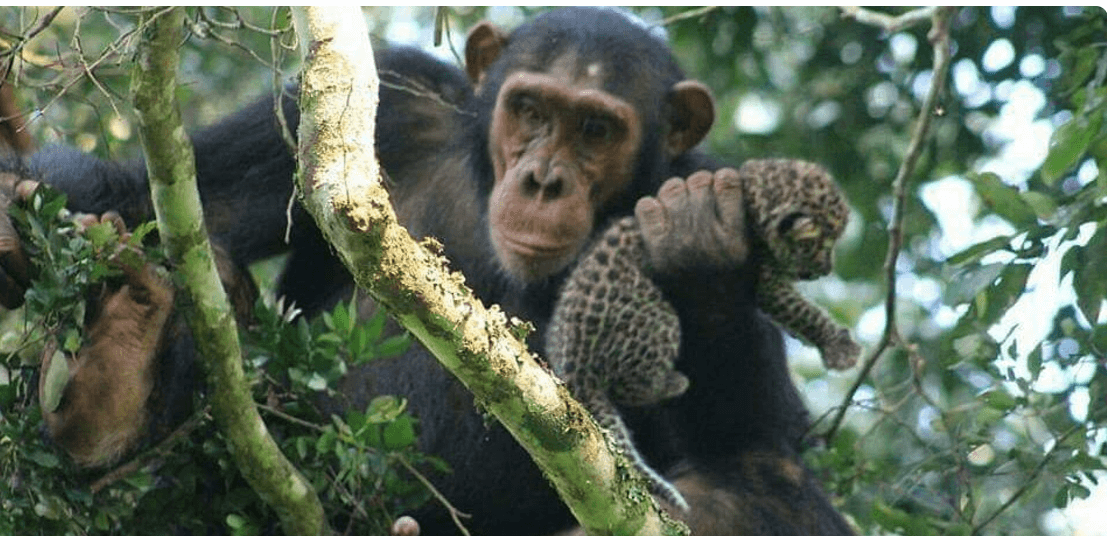 5 Days Uganda Primates Safari