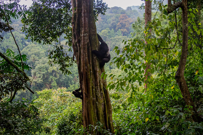 The Price of Gorilla Trekking in Rwanda, Uganda and Congo