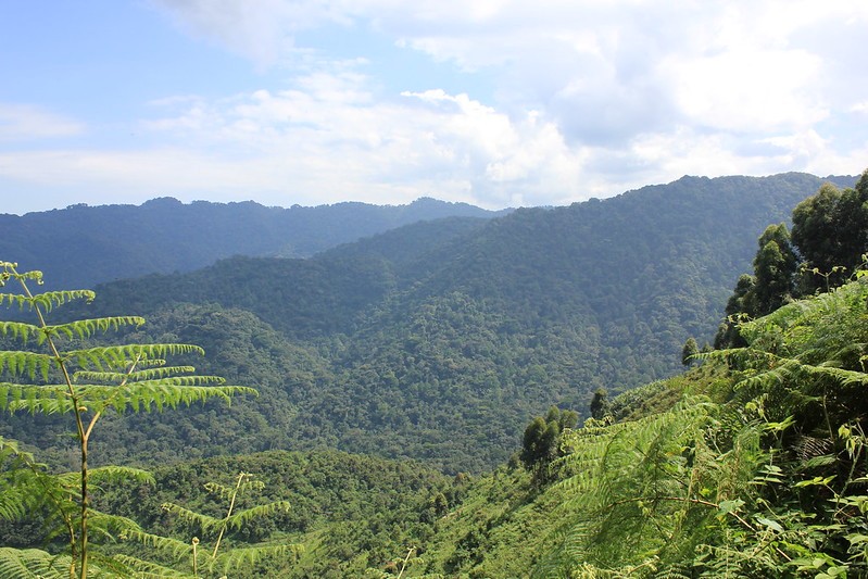 Gorilla Trekking in Bwindi Forest National Park