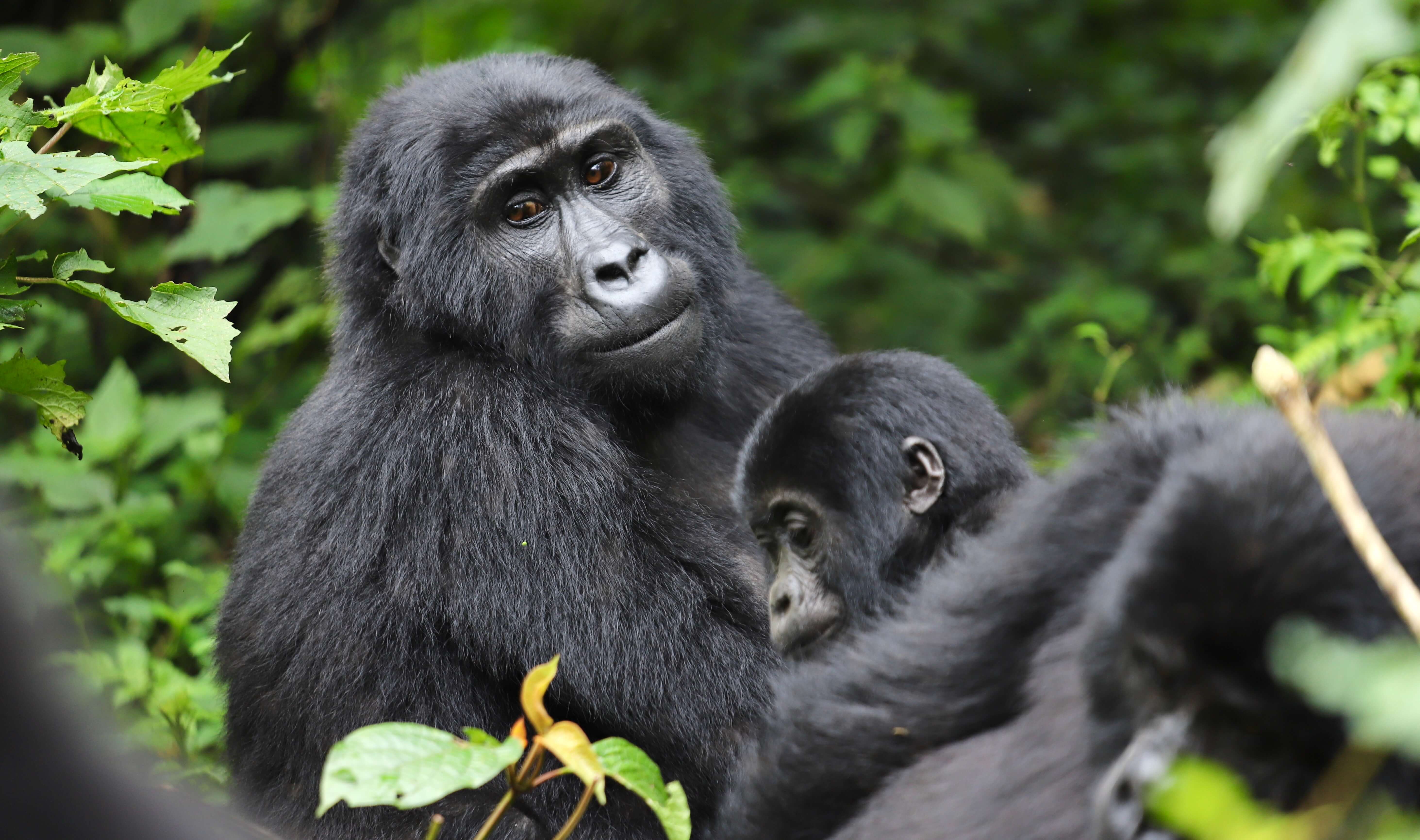 3 Days Bwindi Gorilla Trekking Safari