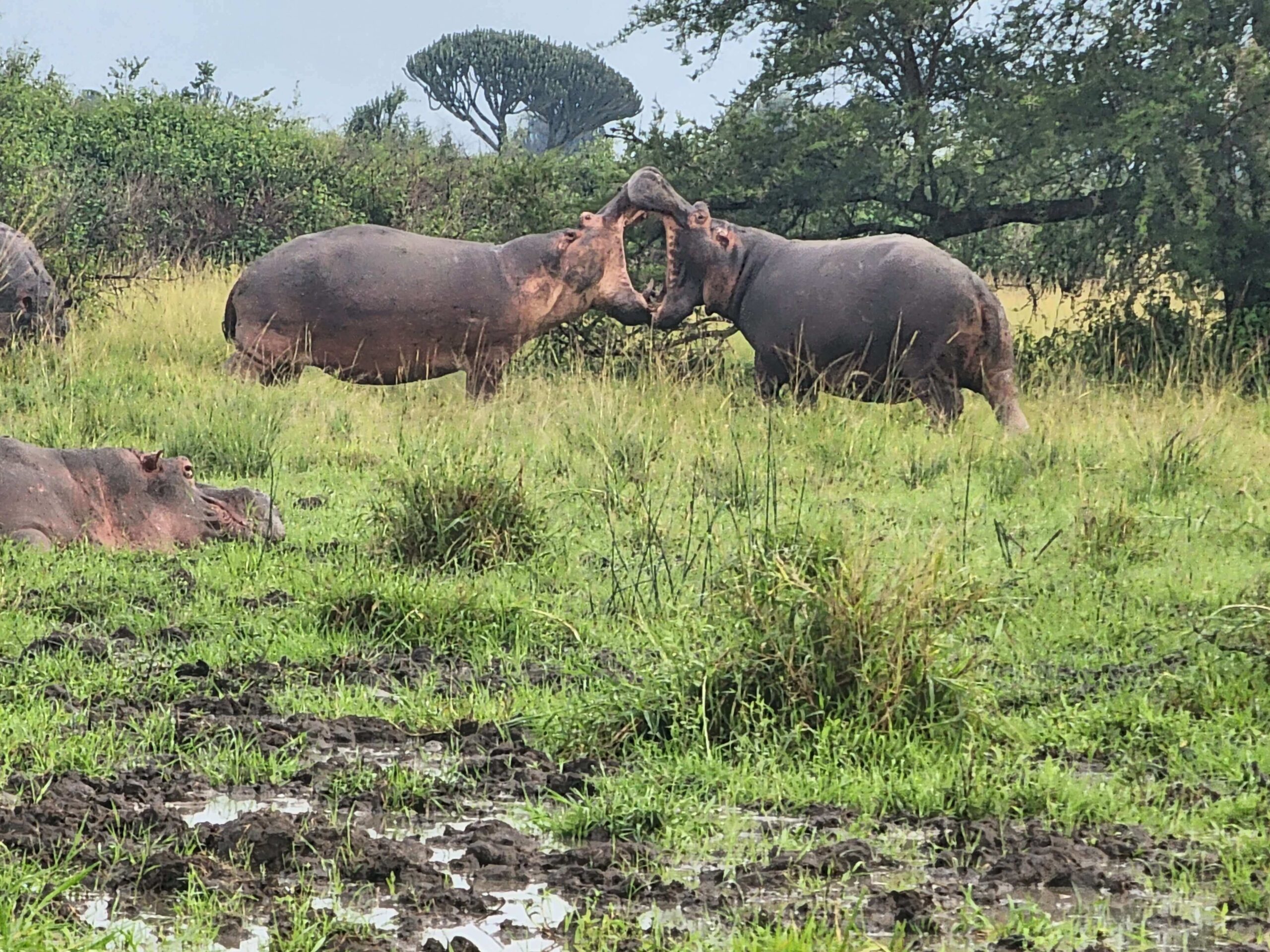 5 Days Queen Elizabeth Safari