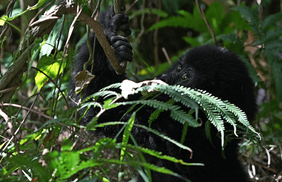 3 Days Bwindi Gorilla Trekking Safari