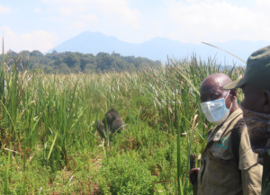 Guides wearing masks near a lowland gorilla in the grasslands of Kahuzi-Biega National Park, DRC, with scenic mountain views in the background."