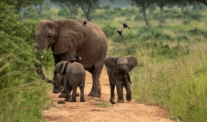 Elephant family with playful calves walking along a dirt path in Murchison Falls National Park, surrounded by lush greenery.