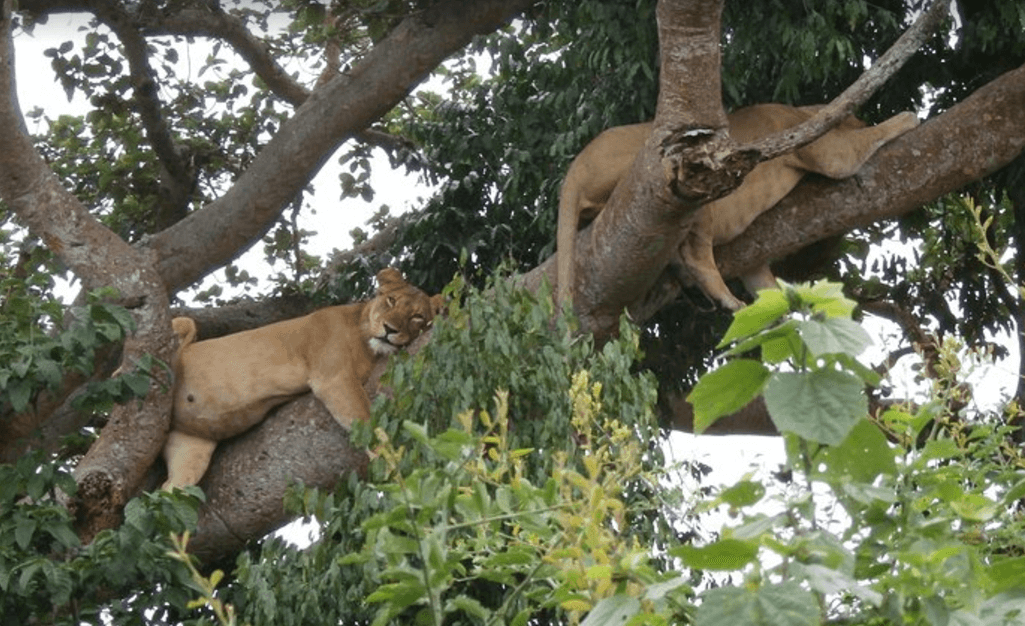 4 Days Queen Elizabeth Wildlife Safari