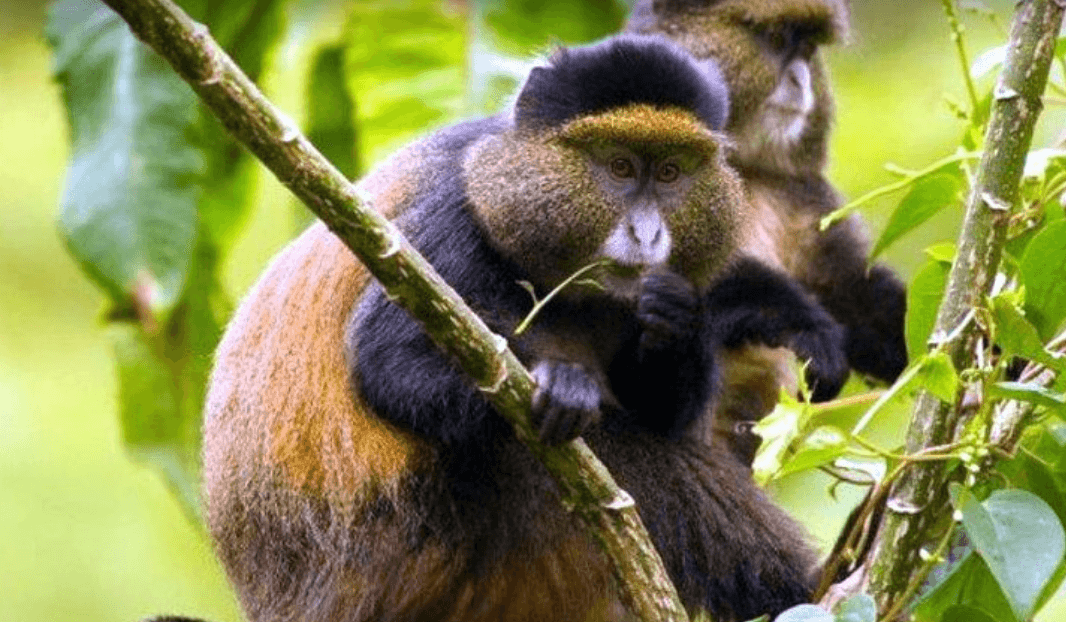 3 Days Gorilla and Golden Monkeys Tour