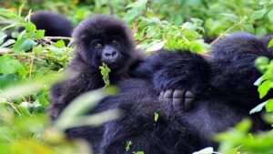 Young Mountain Gorilla in Volcanoes National Park, Rwanda – Seen on the 3 Days Gorilla and Golden Monkeys Tour"