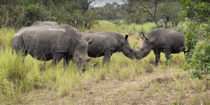 White rhinos grazing peacefully at Ziwa Rhino Sanctuary, a vital conservation area for protecting Uganda's endangered rhinos.